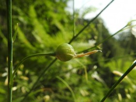 2023-07-19-Anthericum-ramosum-Caregno-21