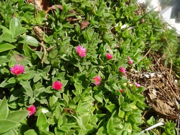 2022-10-08-Corfu-Aptenia-cordifolia-3