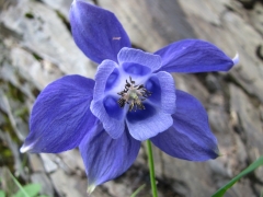 Aquilegia alpina