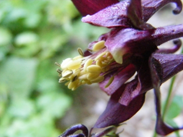 2008-06-01 Pescarzo 031