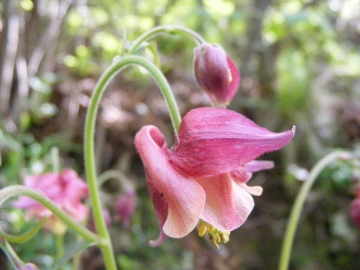 2008-06-01 Pescarzo 057