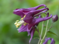 Aquilegia atrata