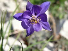 Aquilegia confusa