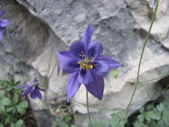 Aquilegia thalictrifolia