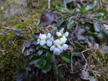 2015-03-08 Nistabol di Pescarzo Arabis soyeri (01).JPG