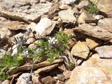 2022-07-13-Piz-La-Stretta-o-Breva-103