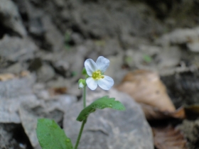 2012-05-01 Malga Lorina 010