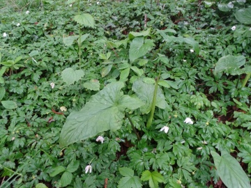 2025-04-19-Arum-maculatum-Caregno-2