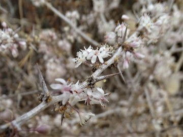 2021-08-Asparagus-albus-11