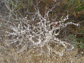 2021-08-Asparagus-albus-13
