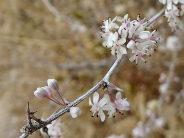 2021-08-Asparagus-albus-14