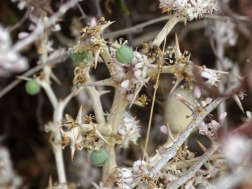 2021-08-Asparagus-albus-16