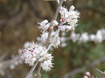 2021-08-Asparagus-albus-20