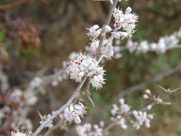 2021-08-Asparagus-albus-21