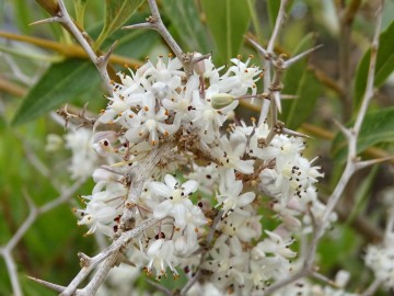 2021-08-Asparagus-albus-22