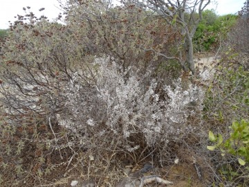 2021-08-Asparagus-albus-24