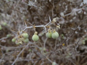 2021-08-Asparagus-albus-25
