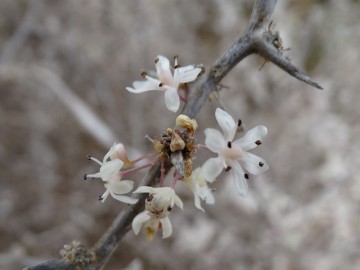 2021-08-Asparagus-albus-27