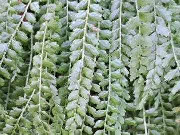 Asplenium-viride-19-aprile-25-Caregno-1