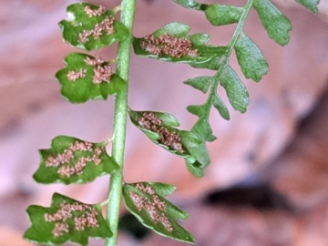Asplenium-viride-19-aprile-25-Caregno-4