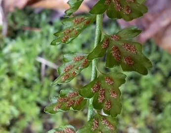 Asplenium-viride-19-aprile-25-Caregno-6
