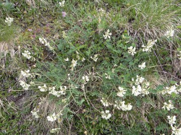 2021-07-03-Serosine-Astragalus-australis-1