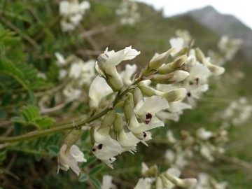 2021-07-03-Serosine-Astragalus-australis-5