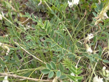 2021-07-03-Serosine-Astragalus-australis-7