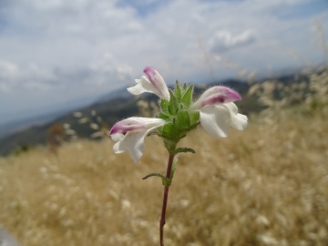 2023-05-30-Castellammare-s.Golfo-134