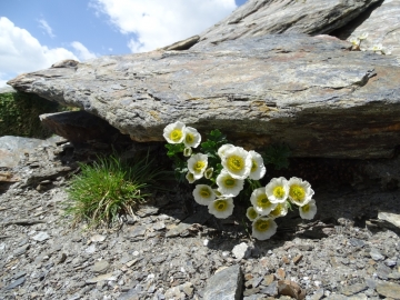 34 2015-07-04_05 rifugio Corsi (113)