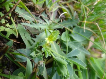 2026-08-01-biv.Bruffione-e-Sibbaldia-procumbens-19