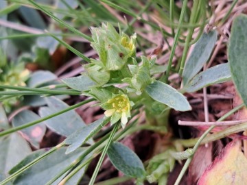 2026-08-01-biv.Bruffione-e-Sibbaldia-procumbens-27