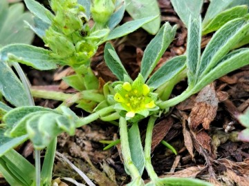 2026-08-01-biv.Bruffione-e-Sibbaldia-procumbens-30