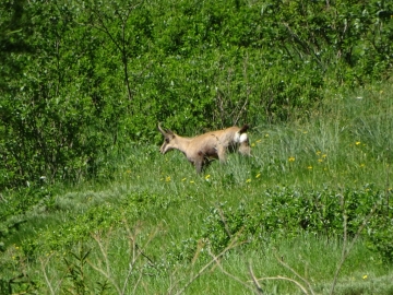 2019-06-23 bocchetta di Tortavai (19)