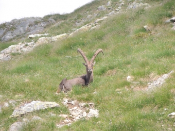 20 2012-07-29 passo podavit 094