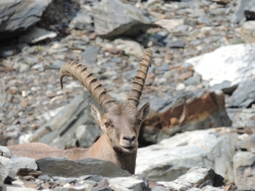 25 2012-07-29 passo podavit 132