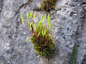 2009-02-25 limone cima Guil Bryum capillare (1)