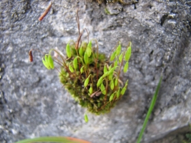 2009-02-25 limone cima Guil Bryum capillare (2)