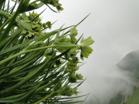 2014-07-07 Passo Olone_A. lactea 061