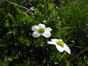 2019-07-27-Grostè-Callianthemum-16