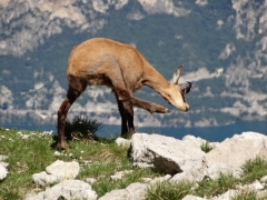 camosci baldensi