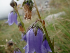 Campanula barbata