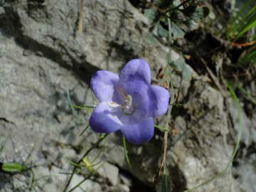 2011-05-29 Zingla e dintorni 118