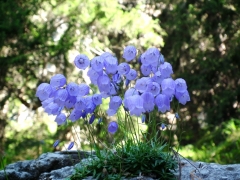 Campanula cespitosa