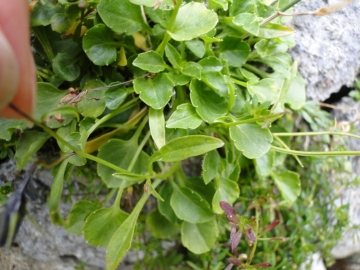 2010-09-12 Monte Pradella (2626mt.) 076