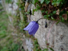 Campanula cochlearifolia