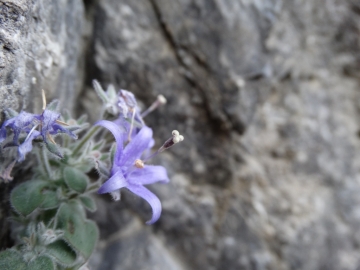 2014-02-16 Vello e Torbiere 066