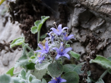 2014-02-16 Vello e Torbiere 076