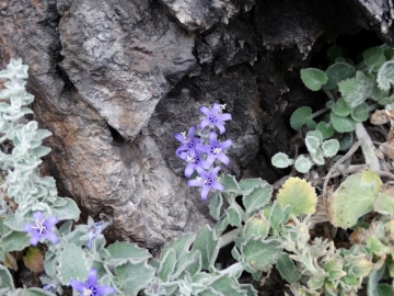 2014-02-16 Vello e Torbiere 082