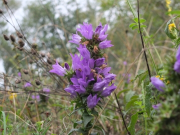 2012-10-10 fiori lonato 007